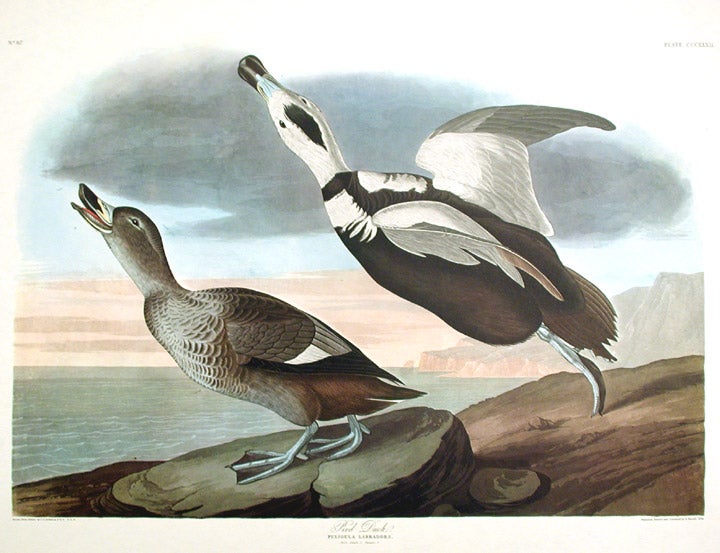 Item #7798 Pied Duck. From "The Birds of America" (Amsterdam Edition). John James AUDUBON.