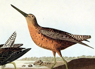 Red-breasted Snipe. From "The Birds of America" (Amsterdam Edition)