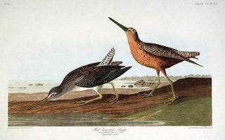 Item #7801 Red-breasted Snipe. From "The Birds of America" (Amsterdam Edition). John James AUDUBON