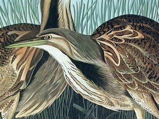 American Bittern. From "The Birds of America" (Amsterdam Edition)