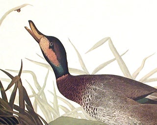 Bemaculated Duck. From "The Birds of America" (Amsterdam Edition)