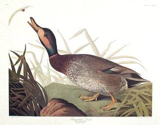 Item #7805 Bemaculated Duck. From "The Birds of America" (Amsterdam Edition). John James AUDUBON