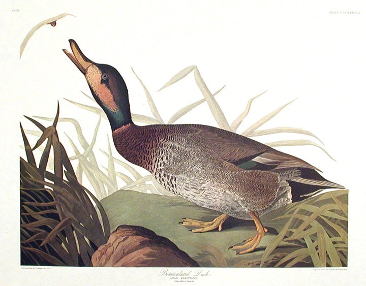 Item #7805 Bemaculated Duck. From "The Birds of America" (Amsterdam Edition). John James AUDUBON.