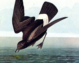 Least Stormy Petrel. From "The Birds of America" (Amsterdam Edition)