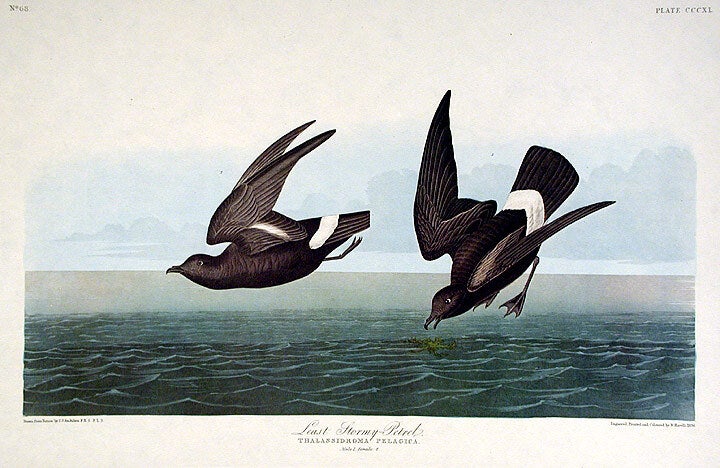 Least Stormy Petrel. From The Birds of America Amsterdam Edition | John ...