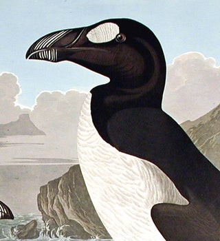 Great Auk. From "The Birds of America" (Amsterdam Edition)