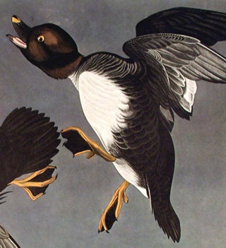 Golden-Eye Duck. From "The Birds of America" (Amsterdam Edition)