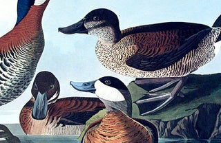 Ruddy Duck. From "The Birds of America" (Amsterdam Edition)