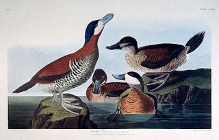 Item #7810 Ruddy Duck. From "The Birds of America" (Amsterdam Edition). John James AUDUBON