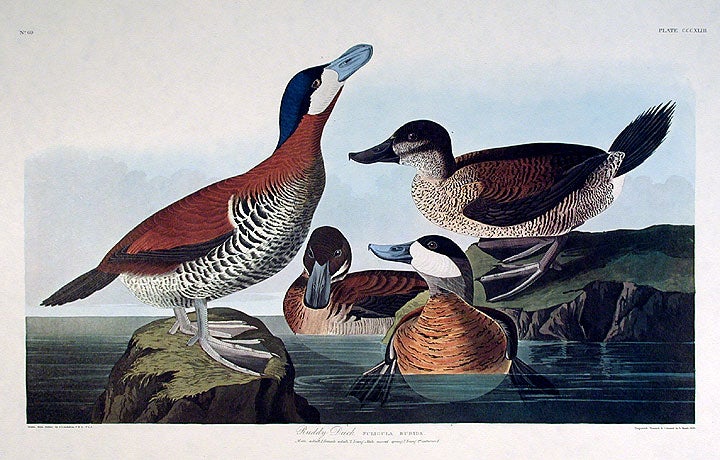 Item #7810 Ruddy Duck. From "The Birds of America" (Amsterdam Edition). John James AUDUBON.