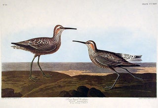 Item #7811 Long-legged Sandpiper. From "The Birds of America" (Amsterdam Edition). John James...