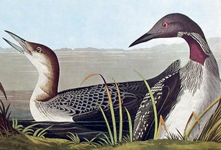 Black-throated Diver. From "The Birds of America" (Amsterdam Edition)