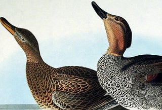 Gadwall Duck. From "The Birds of America" (Amsterdam Edition)