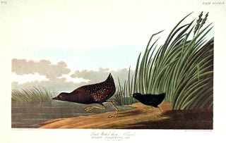 Item #7816 Least Water-hen. From "The Birds of America" (Amsterdam Edition). John James AUDUBON