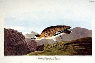 Item #7819 Rocky Mountain Plover. From "The Birds of America" (Amsterdam Edition). John James...
