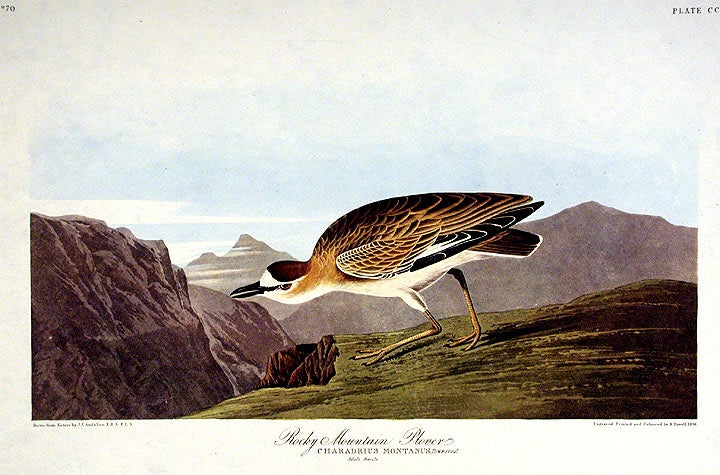 Item #7819 Rocky Mountain Plover. From "The Birds of America" (Amsterdam Edition). John James AUDUBON.