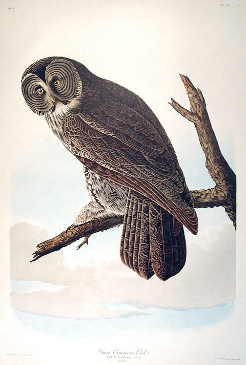 Item #7820 Great Cinereous Owl. From "The Birds of America" (Amsterdam Edition). John James AUDUBON.