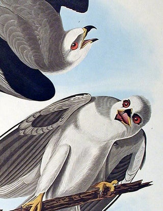 Black-winged Hawk. From "The Birds of America" (Amsterdam Edition)