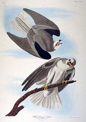 Item #7822 Black-winged Hawk. From "The Birds of America" (Amsterdam Edition). John James AUDUBON