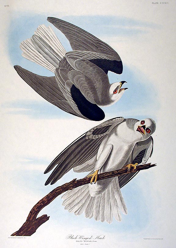 Item #7822 Black-winged Hawk. From "The Birds of America" (Amsterdam Edition). John James AUDUBON.