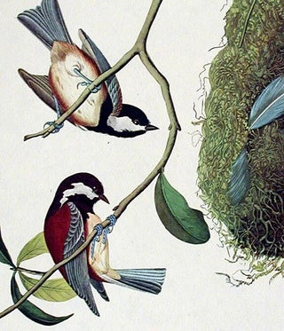 Chestnut-backed Titmouse, Black-capt Titmouse, Chestnut-crowned Titmouse. From "The Birds of America" (Amsterdam Edition)