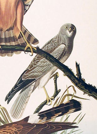 Marsh Hawk. From "The Birds of America" (Amsterdam Edition)