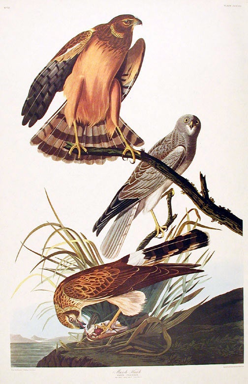 Item #7827 Marsh Hawk. From "The Birds of America" (Amsterdam Edition). John James AUDUBON.