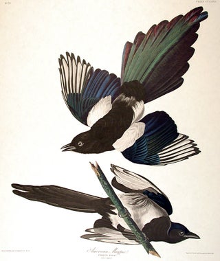 Item #7830 American Magpie. From "The Birds of America" (Amsterdam Edition). John James AUDUBON