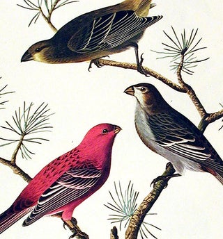 Pine Grosbeak. From "The Birds of America" (Amsterdam Edition)