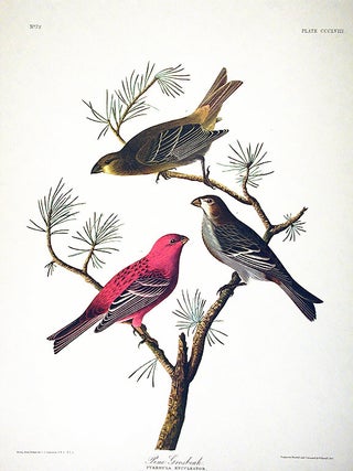 Item #7831 Pine Grosbeak. From "The Birds of America" (Amsterdam Edition). John James AUDUBON