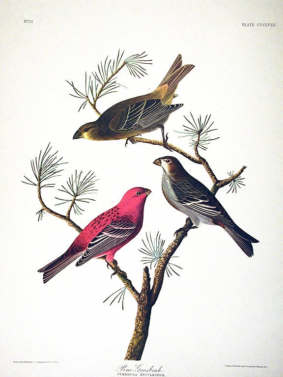 Item #7831 Pine Grosbeak. From "The Birds of America" (Amsterdam Edition). John James AUDUBON.