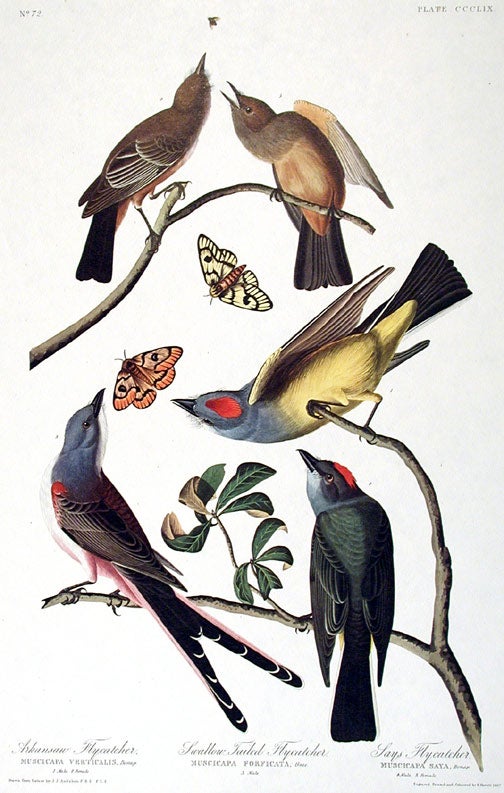 Item #7834 Arkansaw Flycatcher, Swallow-tailed Flycatcher, Says Flycatcher. From "The Birds of America" (Amsterdam Edition). John James AUDUBON.