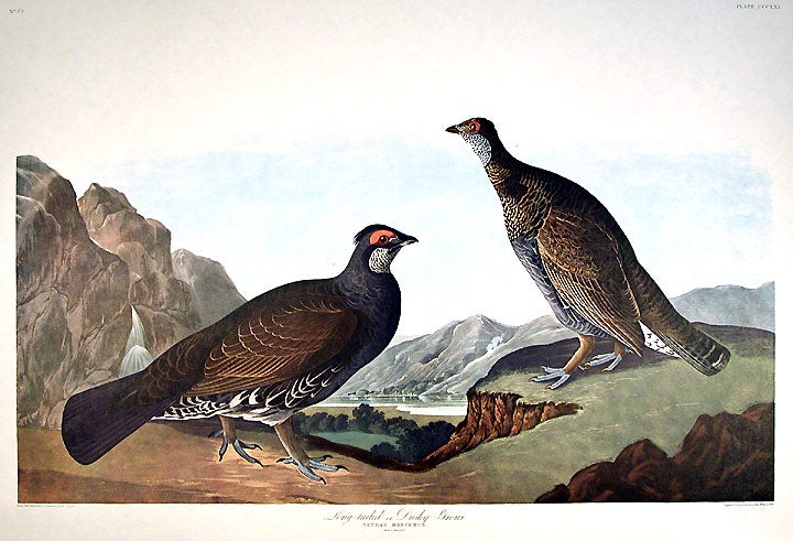 Item #7837 Long-tailed or Dusky Grous. From "The Birds of America" (Amsterdam Edition). John James AUDUBON.