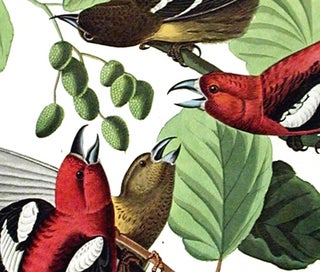 White-winged Crossbill. From "The Birds of America" (Amsterdam Edition)