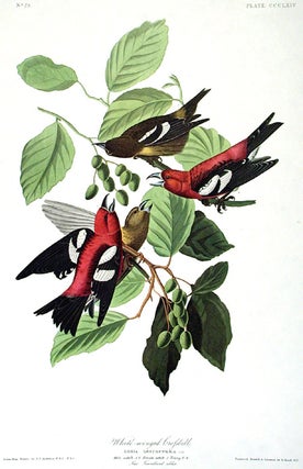 Item #7841 White-winged Crossbill. From "The Birds of America" (Amsterdam Edition). John James...