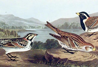 Lapland Long-Spur. From "The Birds of America" (Amsterdam Edition)