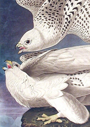 Iceland, or Jer Falcon. From "The Birds of America" (Amsterdam Edition)