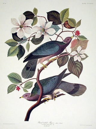 Item #7845 Band-tailed Pigeon. From "The Birds of America" (Amsterdam Edition). John...