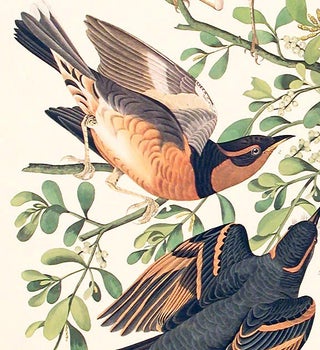 Mountain Mocking-bird, Varied Thrush. From "The Birds of America" (Amsterdam Edition)
