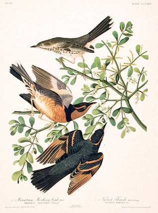 Item #7847 Mountain Mocking-bird, Varied Thrush. From "The Birds of America" (Amsterdam Edition)....