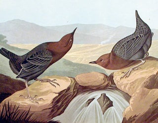 American Water Ouzel. From "The Birds of America" (Amsterdam Edition)