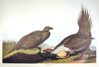 Item #7850 Cock of the Plains. From "The Birds of America" (Amsterdam Edition). John James AUDUBON