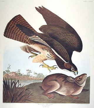Item #7851 Common Buzzard. From "The Birds of America" (Amsterdam Edition). John James AUDUBON