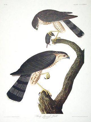 Item #7855 Sharp-shinned Hawk. From "The Birds of America" (Amsterdam Edition). John James AUDUBON