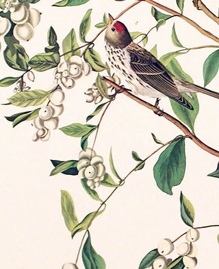 Lesser Red-Poll. From "The Birds of America" (Amsterdam Edition)