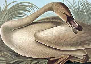 Trumpeter Swan [young]. From "The Birds of America" (Amsterdam Edition)