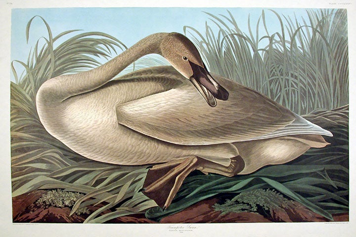 Item #7860 Trumpeter Swan [young]. From "The Birds of America" (Amsterdam Edition). John James AUDUBON.