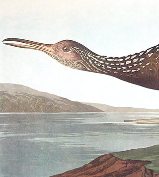 Scolopaceus Courlan. From "The Birds of America" (Amsterdam Edition)