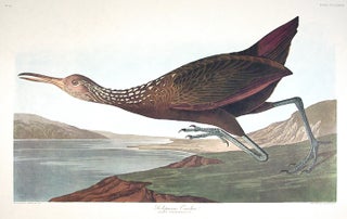 Item #7861 Scolopaceus Courlan. From "The Birds of America" (Amsterdam Edition). John James AUDUBON