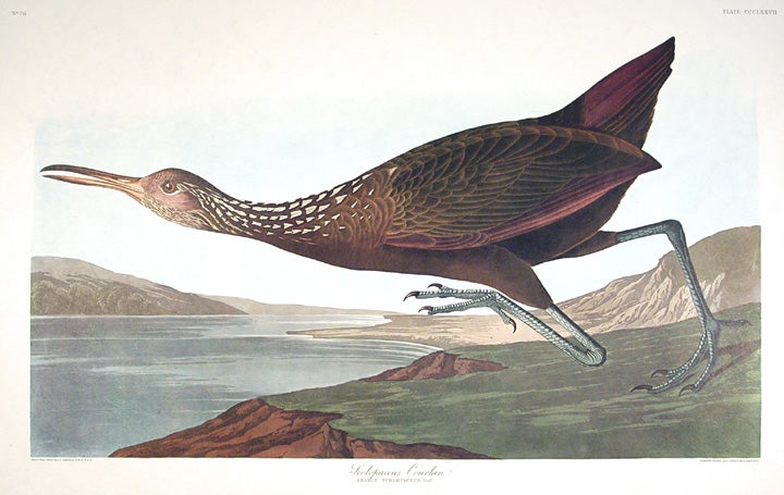 Item #7861 Scolopaceus Courlan. From "The Birds of America" (Amsterdam Edition). John James AUDUBON.
